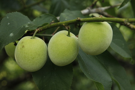 Plum,Formosa Plumの写真素材