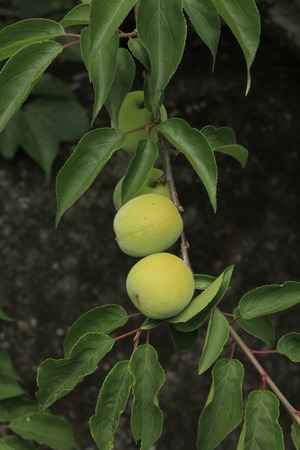 Formosa Plumの写真素材
