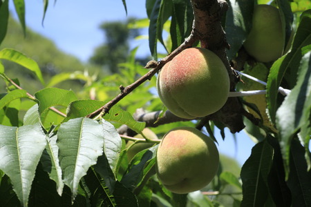 Peaches,Formosa Peachesの写真素材