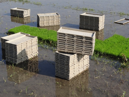 rice Nursery,paddy nurseryの写真素材