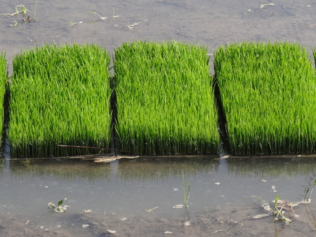 rice Nursery,paddy nurseryの写真素材
