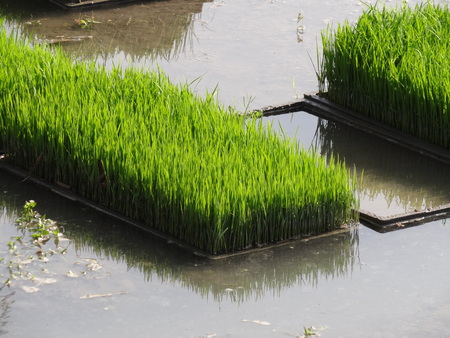 rice Nursery,paddy nurseryの写真素材