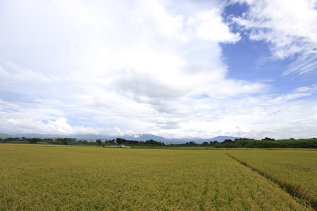 choshui river Paddyの写真素材