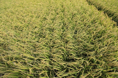 choshui river Paddyの写真素材