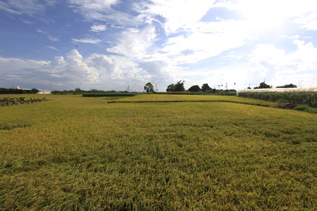 choshui river Paddyの写真素材