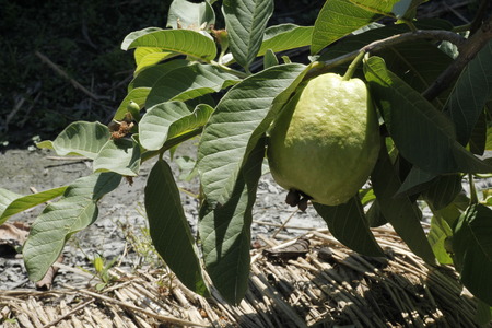 Agricultural land guava,Guava in the fieldの写真素材