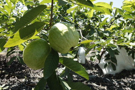 Agricultural land guava,Guava in the fieldの写真素材