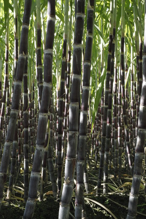 Saccharum sinense,Ganzheの写真素材