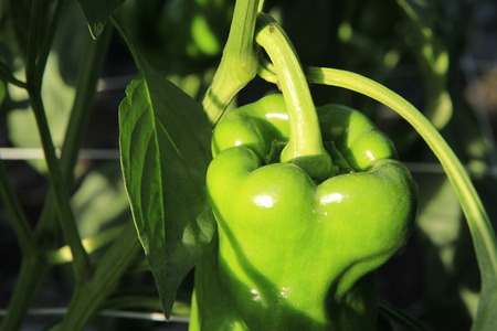 Green pepper in the fieldの写真素材