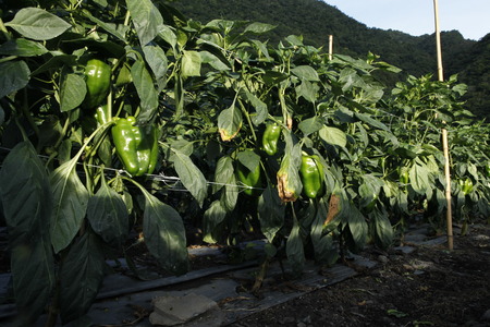 Green pepper in the fieldの写真素材
