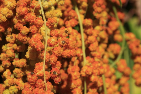 Chenopodium formosanum