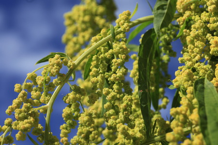 Chenopodium formosanum