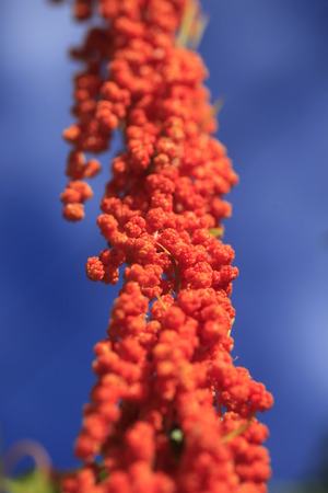 Chenopodium formosanum