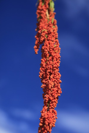 Chenopodium formosanum