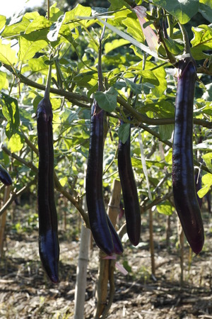 Eggplant in the fieldの写真素材