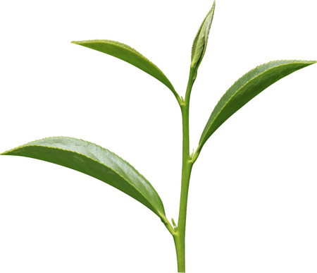 Oolong tea isolated in white の写真素材