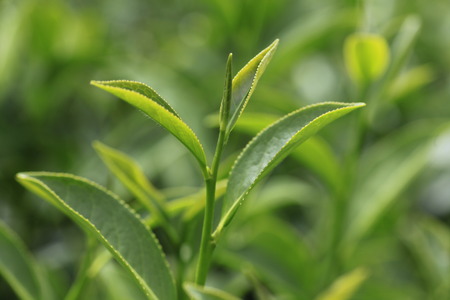 Oolong tea in the field, Alishan teaの写真素材