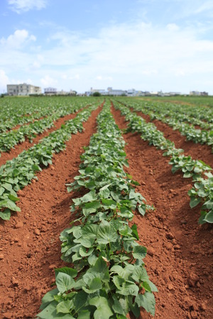 sweet potato in the field,convolvulaceaeの写真素材
