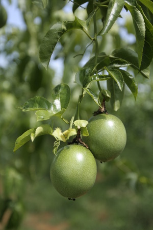 Passion Fruit in the field,passifloraceaeの写真素材