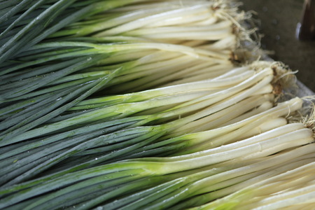 fistular onion in the field,Liliaceaeの写真素材