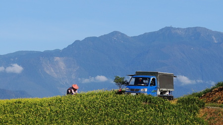 Orange Daylily, Famous tourist attractions in Taiwanのeditorial素材