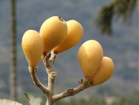 Loquat in the field, Rosaceae