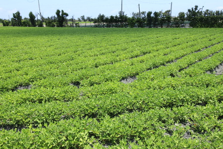 Peanut in the field , Fabaceaeの写真素材