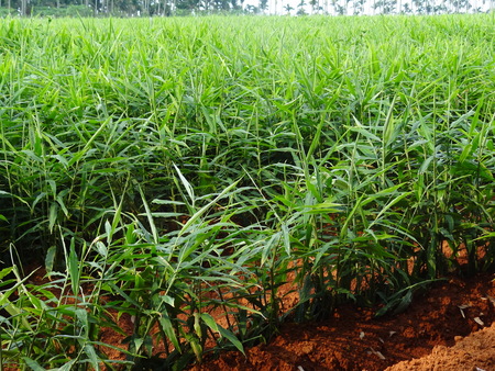 Ginger in the field , Zingiberaceaeの写真素材