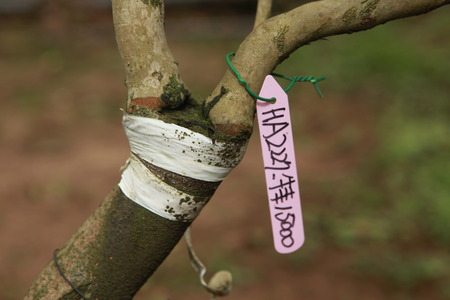 Graftingの写真素材