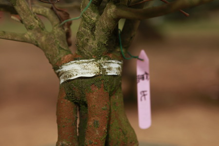 Graftingの写真素材