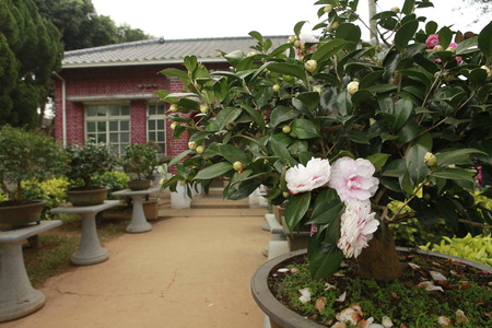 Camellia japonica, Theaceaeの写真素材