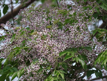 Chinaberry trees  flower , Meliaceae,の写真素材