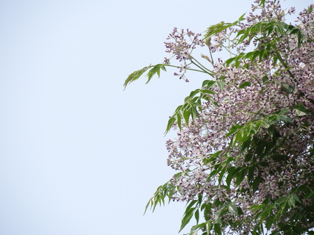 Chinaberry trees  flower , Meliaceae,の写真素材