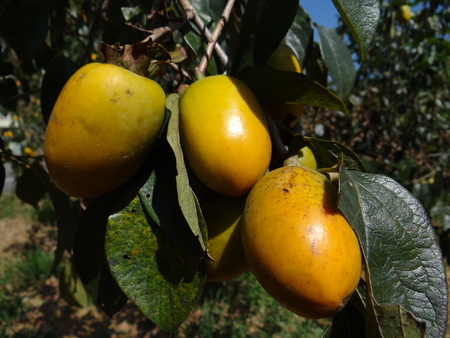 Persimmon in the fieldの写真素材