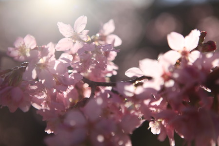 Cherry blossoms. Taiwan famous tourist attractions - Wuling Farmの写真素材