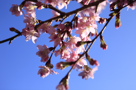 Cherry blossoms. Taiwan famous tourist attractions - Wuling Farmの写真素材