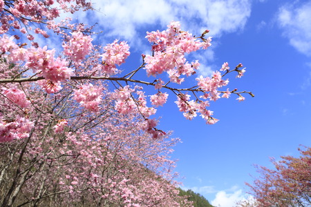 Cherry blossoms. Taiwan famous tourist attractions - Wuling Farmの写真素材