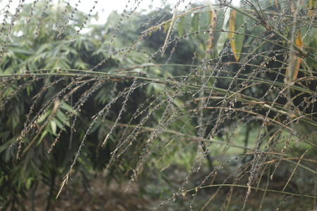 Bamboo floweringの写真素材