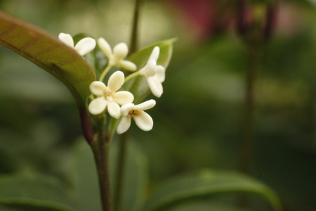 Osmanthus fragrans var. Aurantiacusの写真素材