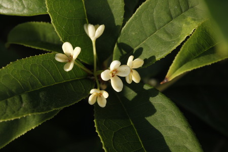 Osmanthus fragrans var. Aurantiacusの写真素材