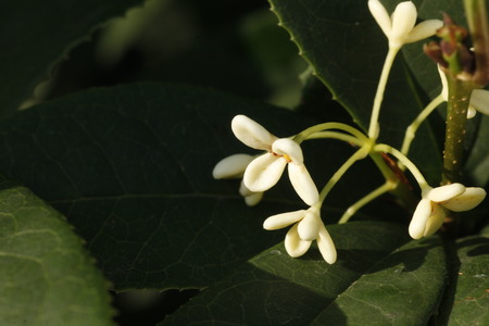 Osmanthus fragrans var. Aurantiacusの写真素材