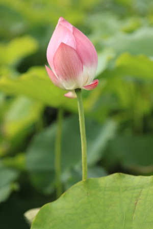 The shot of lotus leafs and the blossomの写真素材