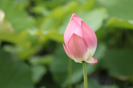 The shot of lotus leafs and the blossomの写真素材