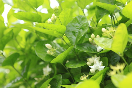 The White Jasmine Flower with green leaf