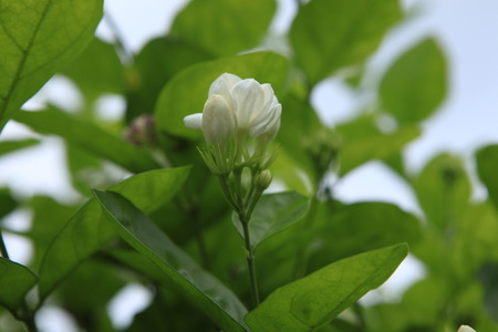 The White Jasmine Flower with green leafの写真素材