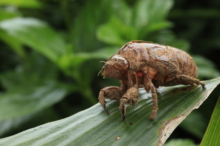 Cicada sloughの写真素材