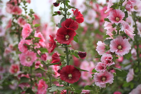Close-up of blossoming Bristly Hollyhock.の写真素材