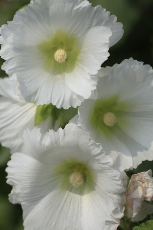 Close-up of blossoming Bristly Hollyhock.の写真素材