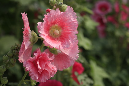 Close-up of blossoming Bristly Hollyhock.の写真素材
