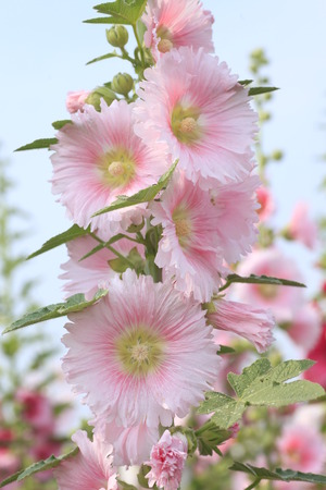 Close-up of blossoming Bristly Hollyhock.の写真素材